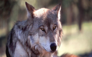 高清霸气狼图片 第4张