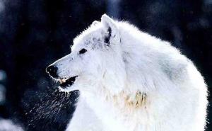 高清霸气狼图片 第3张