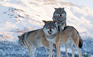 高清霸气狼图片 第5张