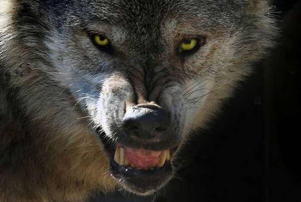 狼凶狠图片 第4张