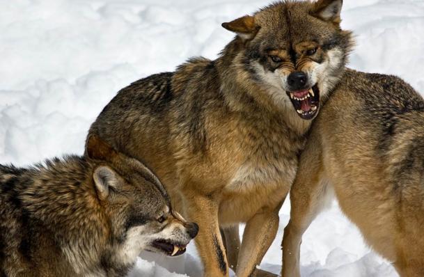 狼凶狠图片 第3张