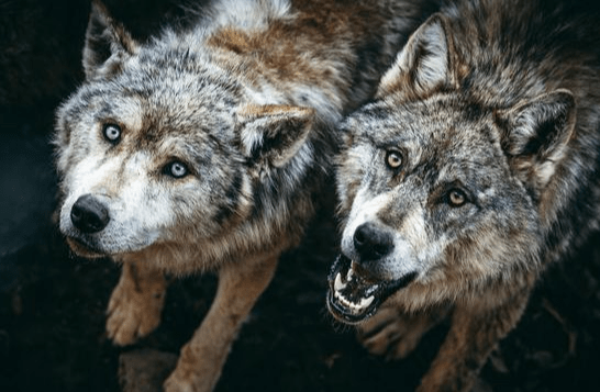 狼凶狠图片 第5张