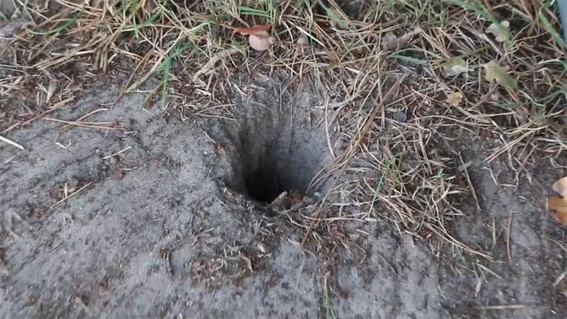 老鼠洞图片 第1张