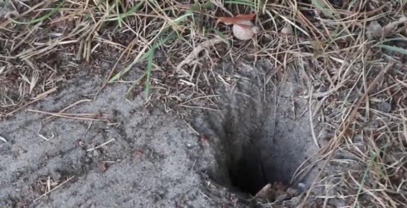 老鼠洞图片 第2张