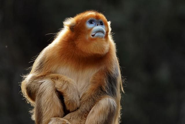 漂亮猴子图片 第2张