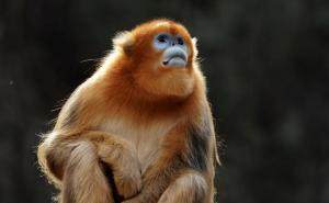 漂亮猴子图片 第2张