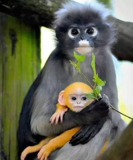 漂亮猴子图片 第4张