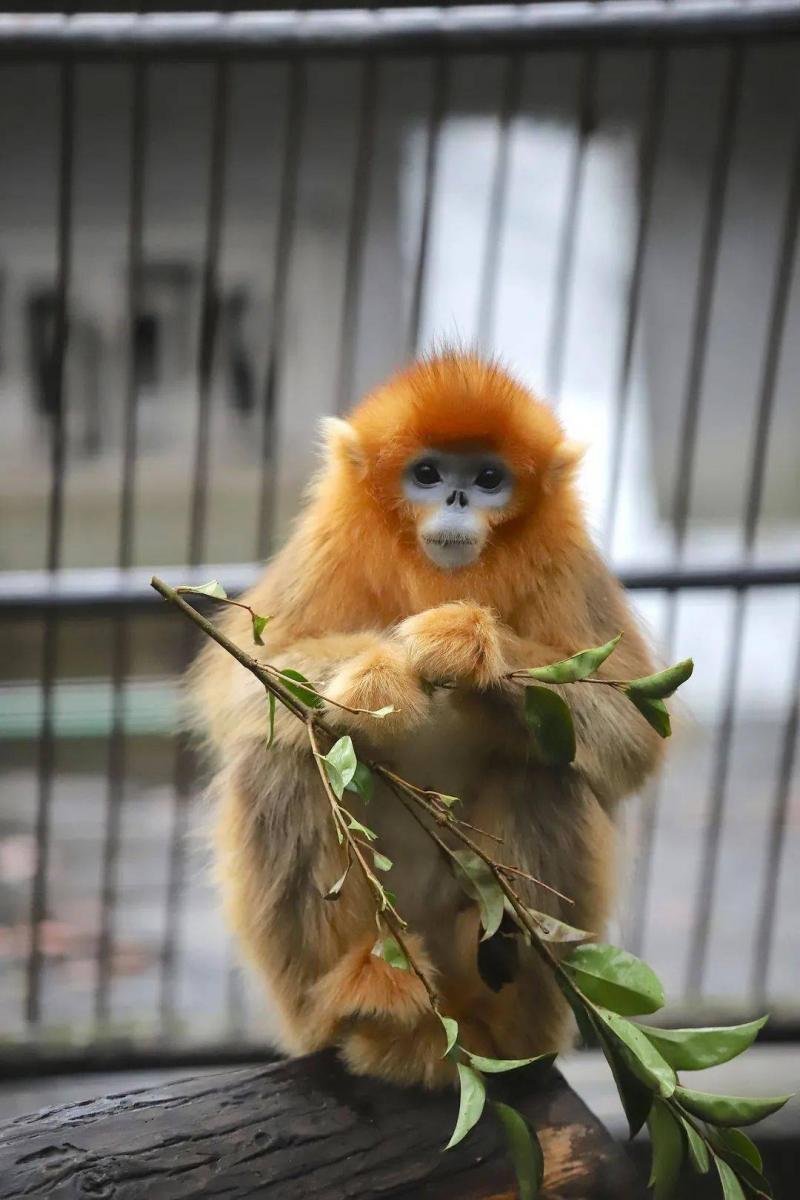 漂亮猴子图片 第7张