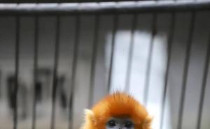 漂亮猴子图片 第7张