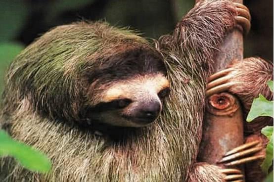 树懒睡觉图片 第1张