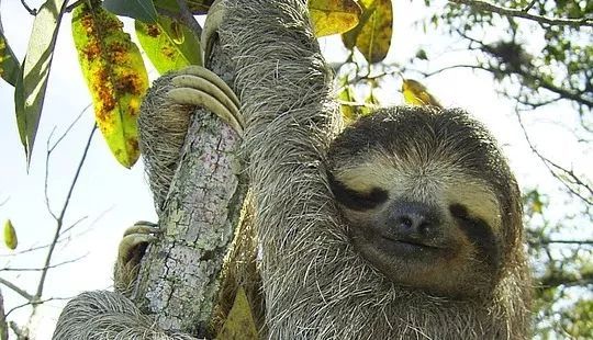 树懒睡觉图片 第2张