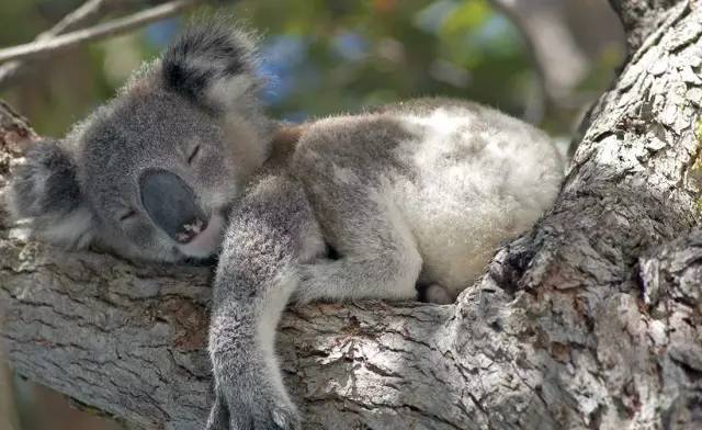 树懒睡觉图片 第3张