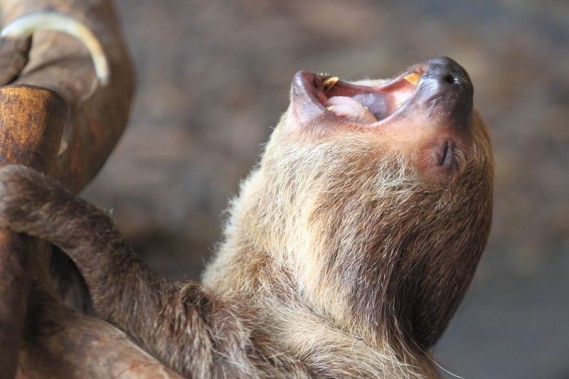 动物树懒最可爱图片 第4张
