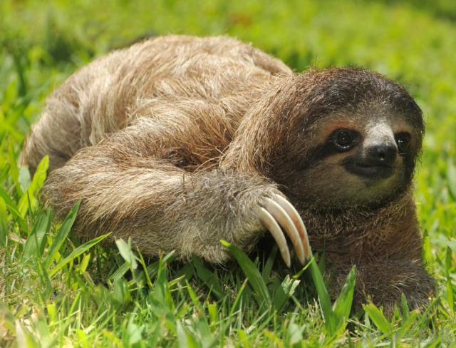 动物树懒最可爱图片 第2张