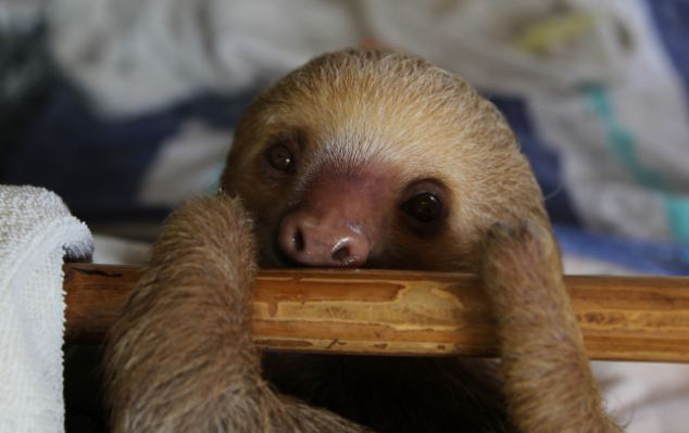 动物树懒最可爱图片 第3张