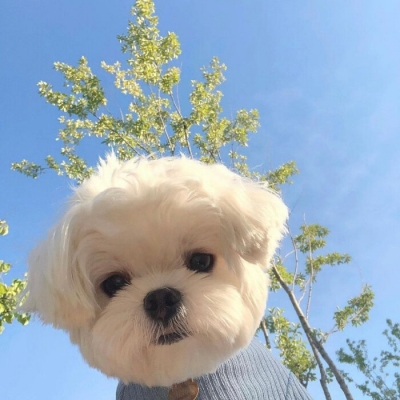 可爱又萌小狗图片 第7张