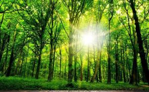 森林照片唯美图片