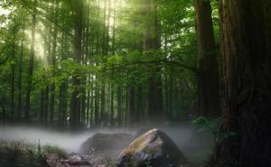 森林唯美意境图片