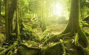 原始森林图片唯美高清图片