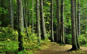 有意境森林图片