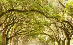 最美森林高清图片