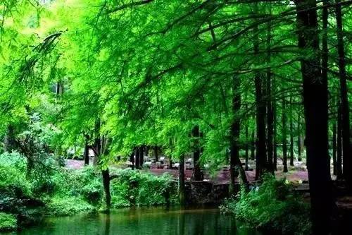 最美森林高清图片 第5张