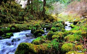 最美森林高清图片 第6张