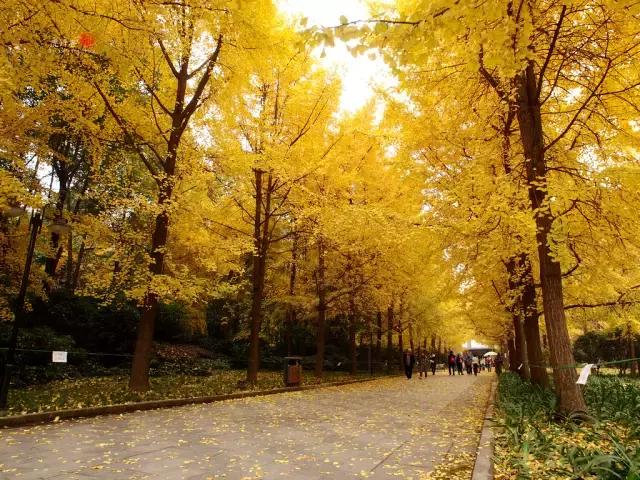 秋天公园一角图片 第1张