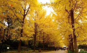 秋天公园一角图片 第1张