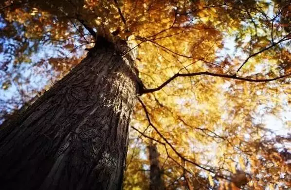 秋天公园一角图片 第3张