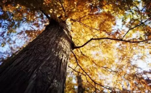 秋天公园一角图片 第3张