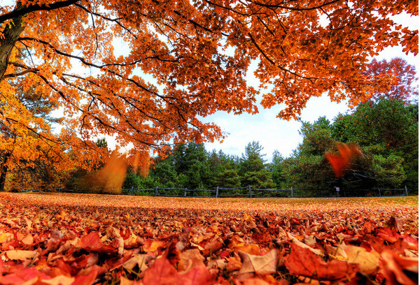 秋天公园一角图片 第4张