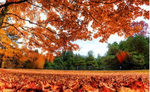 秋天公园一角图片 第4张