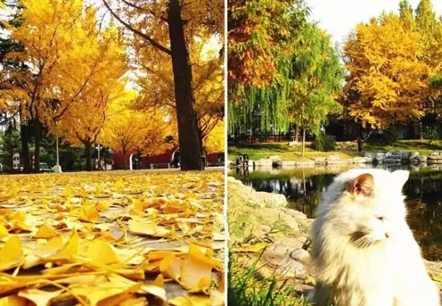 秋天公园一角图片 第8张