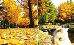 秋天公园一角图片 第8张