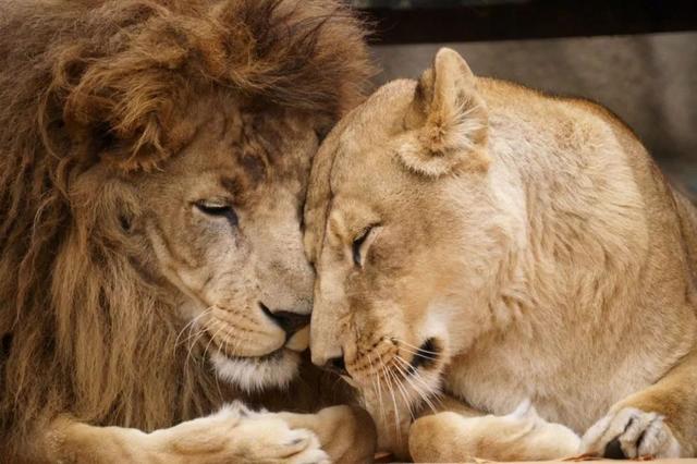 公狮子和母狮子图片 第1张