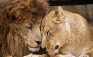 公狮子和母狮子图片
