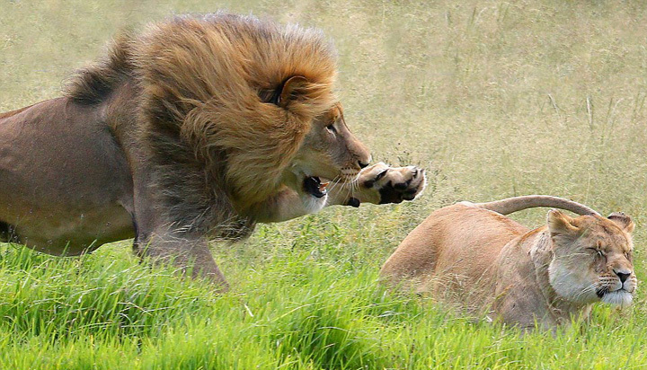公狮子和母狮子图片 第2张