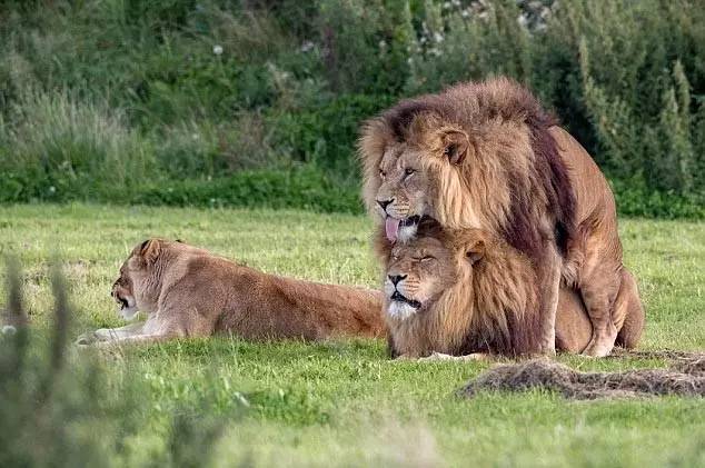 公狮子和母狮子图片 第7张
