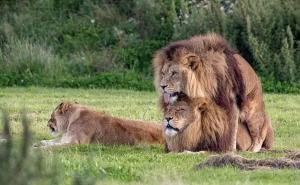 公狮子和母狮子图片 第7张