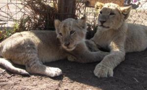 狮子幼崽图片 第3张