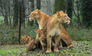 狮子幼崽图片 第2张