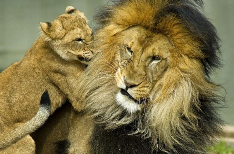 狮子幼崽图片 第5张