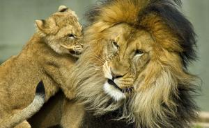 狮子幼崽图片 第5张