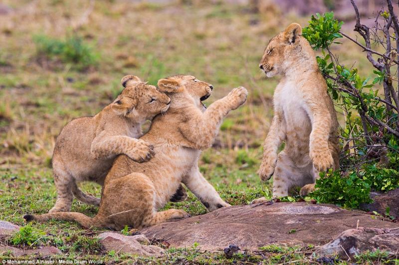 狮子幼崽图片 第4张