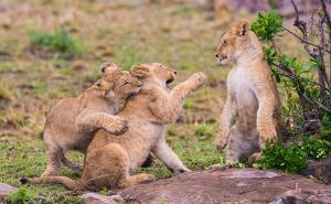 狮子幼崽图片 第4张