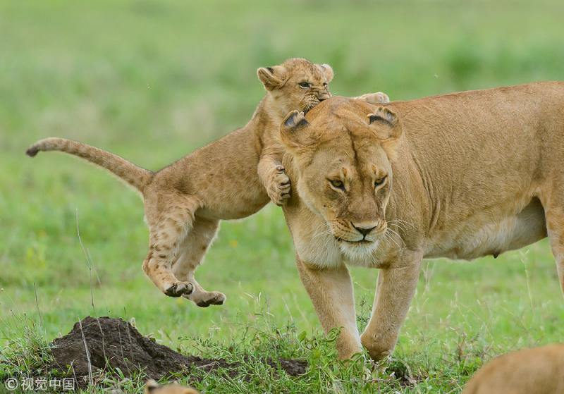 狮子幼崽图片 第6张