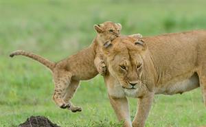 狮子幼崽图片 第6张