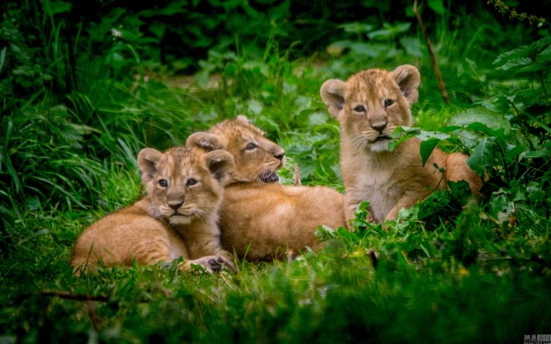 狮子幼崽图片 第8张