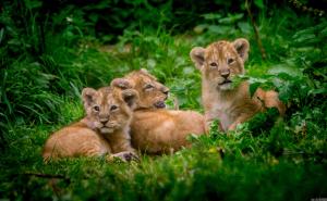 狮子幼崽图片 第8张